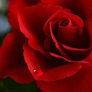 http://www.dreamstime.com/stock-photo-valentine-rose-tear-soft-natural-light-falling-onto-velvet-blood-red-soft-sharp-macro-concept-photograph-valentines-image31607920